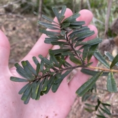 Banksia marginata (Silver Banksia) at Mongarlowe River - 27 Jun 2023 by Tapirlord