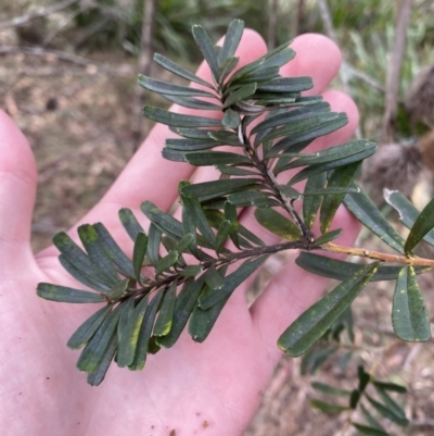 Banksia marginata (Silver Banksia) at Mongarlowe, NSW - 27 Jun 2023 by Tapirlord