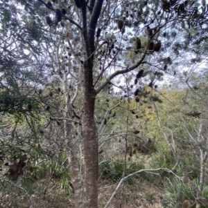 Banksia marginata at Mongarlowe, NSW - suppressed