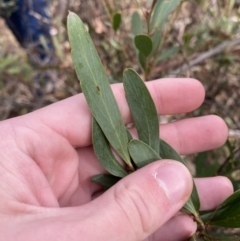 Daviesia mimosoides subsp. mimosoides at Mongarlowe, NSW - suppressed