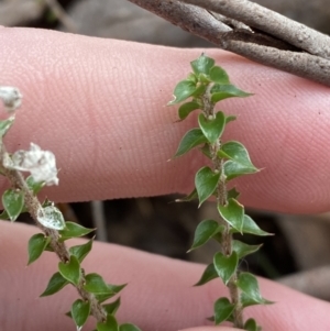 Epacris microphylla at Mongarlowe, NSW - suppressed