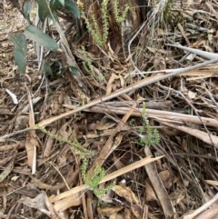 Epacris microphylla at Mongarlowe, NSW - suppressed