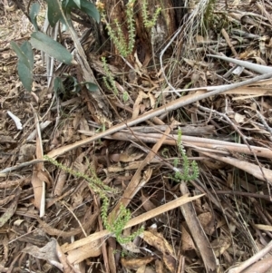 Epacris microphylla at Mongarlowe, NSW - suppressed