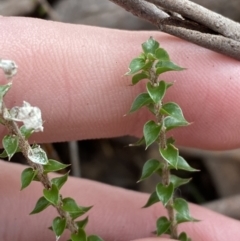 Epacris microphylla at Mongarlowe, NSW - suppressed