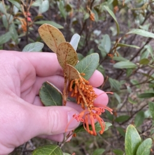 Grevillea rhyolitica at Mongarlowe, NSW - suppressed