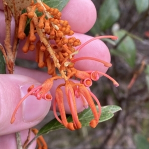 Grevillea rhyolitica at Mongarlowe, NSW - suppressed