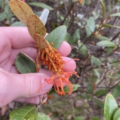 Grevillea rhyolitica at Mongarlowe, NSW - suppressed