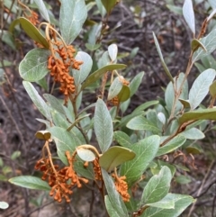 Grevillea rhyolitica at Mongarlowe, NSW - suppressed