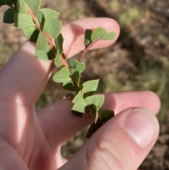 Acacia pravissima at Mongarlowe, NSW - 27 Jun 2023