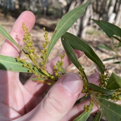 Acacia rubida (Red-stemmed Wattle, Red-leaved Wattle) at Mongarlowe, NSW - 27 Jun 2023 by Tapirlord