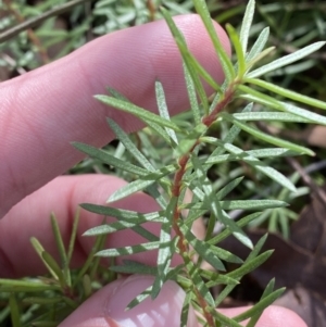 Persoonia chamaepeuce at Mongarlowe, NSW - suppressed