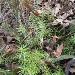 Persoonia chamaepeuce at Mongarlowe, NSW - 27 Jun 2023