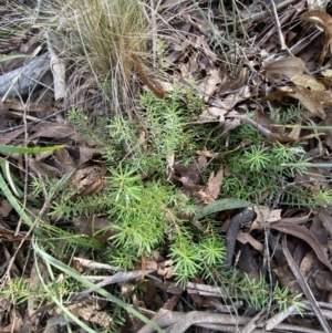 Persoonia chamaepeuce at Mongarlowe, NSW - 27 Jun 2023