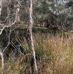 Eleocharis sphacelata (Tall Spike-rush) at Mongarlowe, NSW - 27 Jun 2023 by Tapirlord