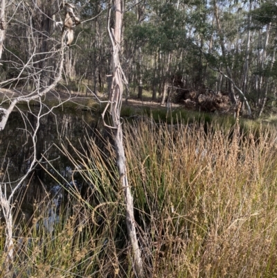 Eleocharis sphacelata (Tall Spike-rush) at Mongarlowe, NSW - 27 Jun 2023 by Tapirlord