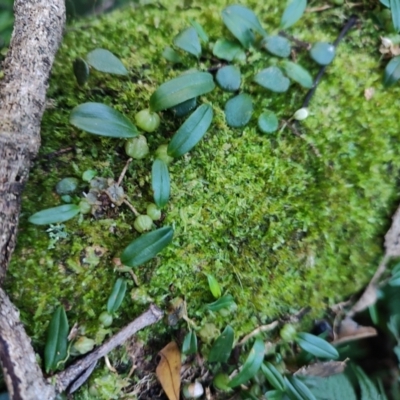 Bulbophyllum exiguum (Tiny Strand Orchid) at Kianga, NSW - 1 Jul 2023 by LyndalT