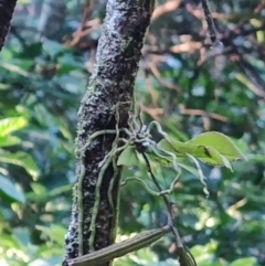 Sarcochilus falcatus (Orange Blossum Orchid) at Kianga, NSW - 1 Jul 2023 by LyndalT