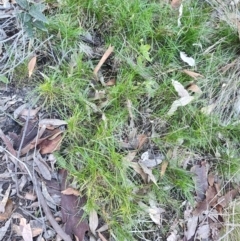 Lomandra sp. (A Matrush) at Bodalla, NSW - 1 Jul 2023 by LyndalT