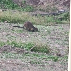 Wallabia bicolor (Swamp Wallaby) at Surf Beach, NSW - 1 Jul 2023 by LyndalT