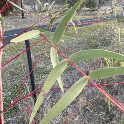 Eucalyptus radiata subsp. radiata (Narrow-leaved Peppermint) at Molonglo Valley, ACT - 1 Jul 2023 by lbradley