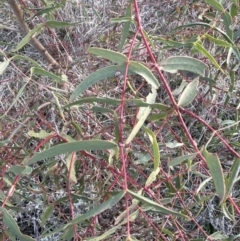 Eucalyptus radiata subsp. radiata at Yarralumla, ACT - 1 Jul 2023