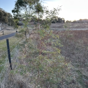 Eucalyptus radiata subsp. radiata at Yarralumla, ACT - 1 Jul 2023