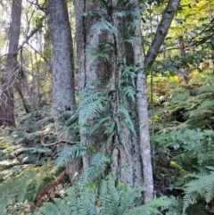 Microsorum scandens (Fragrant Fern) at Kianga, NSW - 1 Jul 2023 by LyndalT