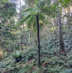 Cyathea australis subsp. australis (Rough Tree Fern) at Kianga, NSW - 1 Jul 2023 by LyndalT