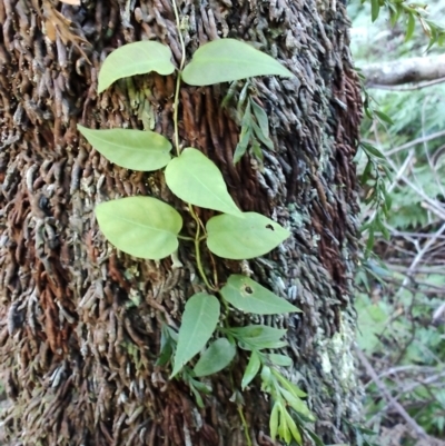 Leichhardtia rostrata (Milk Vine) at Kianga, NSW - 1 Jul 2023 by LyndalT