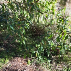 Phytolacca octandra (Inkweed) at Watson, ACT - 1 Jul 2023 by abread111