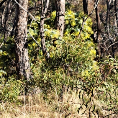 Acacia baileyana (Cootamundra Wattle, Golden Mimosa) at Watson, ACT - 3 Jul 2023 by abread111