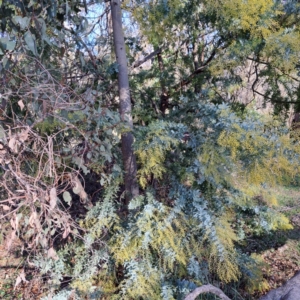 Acacia baileyana at Watson, ACT - 1 Jul 2023 03:08 PM