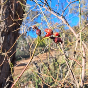 Rosa rubiginosa at Watson, ACT - 1 Jul 2023 03:11 PM