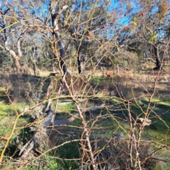 Rosa rubiginosa at Watson, ACT - 1 Jul 2023