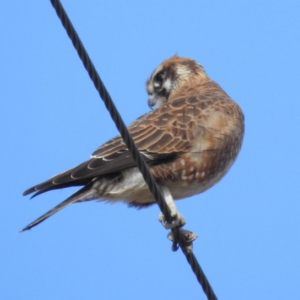 Falco berigora at Paddys River, ACT - 1 Jul 2023 10:50 AM