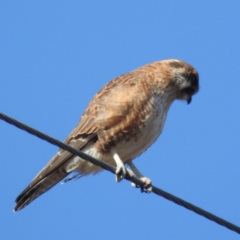 Falco berigora at Paddys River, ACT - 1 Jul 2023