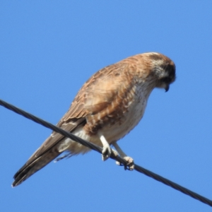 Falco berigora at Paddys River, ACT - 1 Jul 2023 10:50 AM