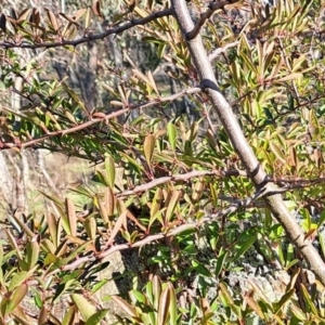 Pyracantha sp. at Watson, ACT - 1 Jul 2023 03:13 PM