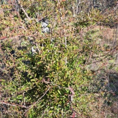 Pyracantha sp. at Watson, ACT - 1 Jul 2023 03:13 PM