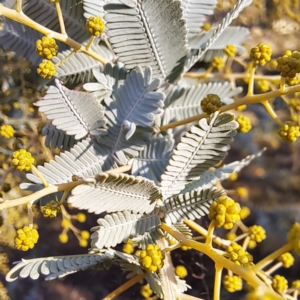 Acacia baileyana at Watson, ACT - 1 Jul 2023