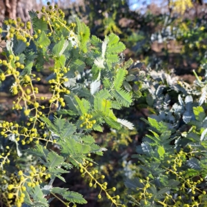 Acacia baileyana at Watson, ACT - 1 Jul 2023 03:15 PM