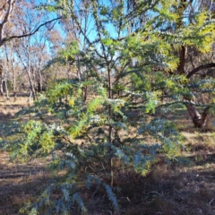 Acacia baileyana at Watson, ACT - 1 Jul 2023 03:15 PM