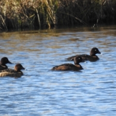 Aythya australis (Hardhead) at Stromlo, ACT - 1 Jul 2023 by HelenCross