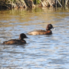 Aythya australis at Stromlo, ACT - 1 Jul 2023