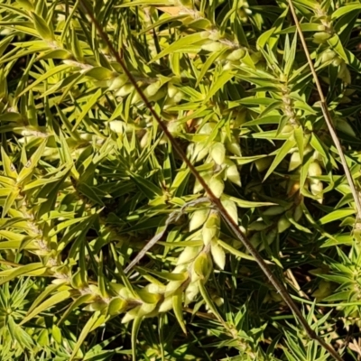 Melichrus urceolatus (Urn Heath) at Isaacs Ridge - 1 Jul 2023 by Mike