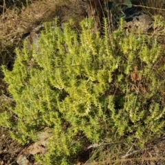 Melichrus urceolatus at Jerrabomberra, ACT - 1 Jul 2023