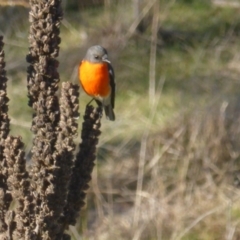 Petroica phoenicea (Flame Robin) at Jerrabomberra, ACT - 1 Jul 2023 by Mike