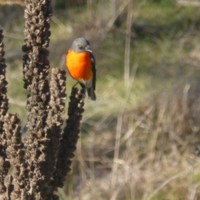 Petroica phoenicea (Flame Robin) at Jerrabomberra, ACT - 1 Jul 2023 by Mike