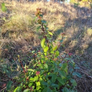 Viburnum tinus at Isaacs, ACT - 1 Jul 2023