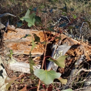 Brachychiton populneus subsp. populneus at Isaacs, ACT - 1 Jul 2023